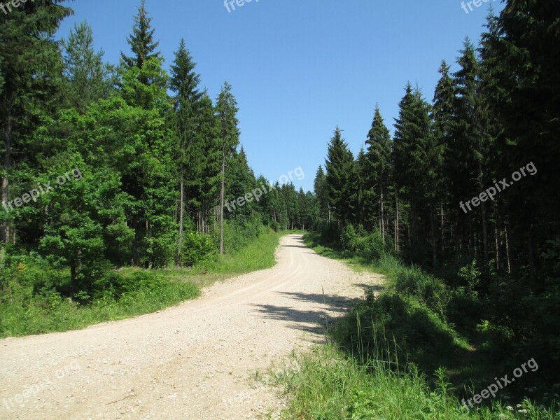 Trail Forest Nature Landscape Woods