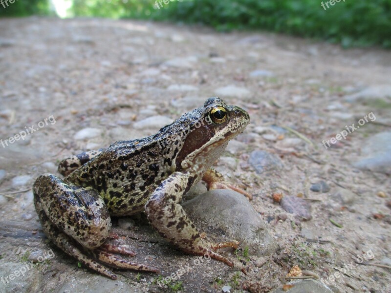 Frog Amphibian Prince Animal Forest