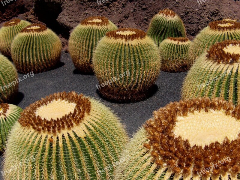 Cactus Lanzarote Schwiegermuttersitz Canary Islands Free Photos