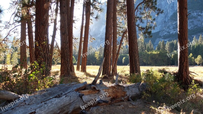 Yosemite Usa California Forest Park