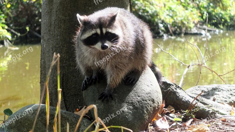 Raccoon Vancouver Canada Stanley Park Free Photos