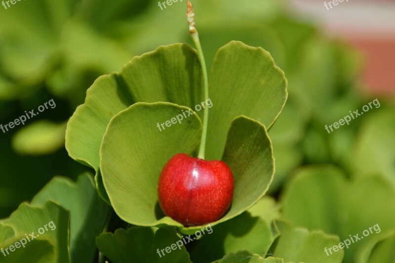 Cherry Ginko Red Free Photos