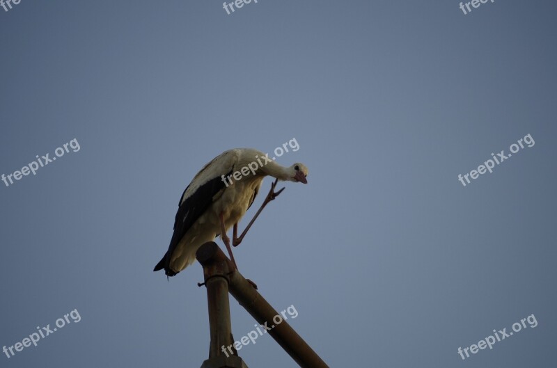 Stork Bird Birds Nature White Stork