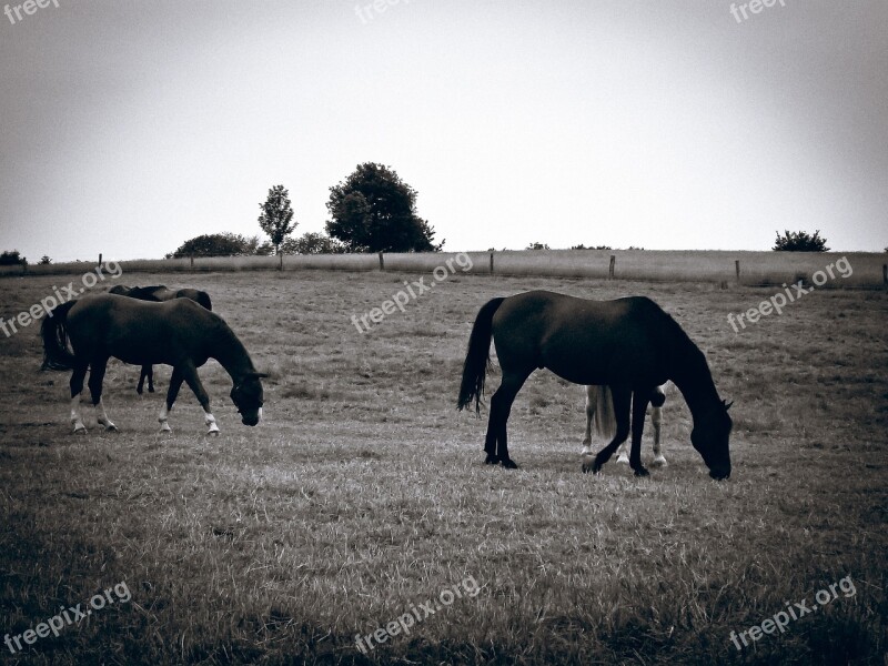 Horses Pasture Graze Coupling Nature