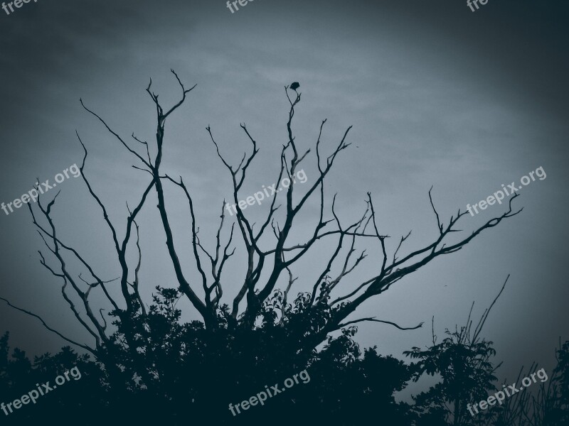 Tree Gloomy Mood Dark Mystical