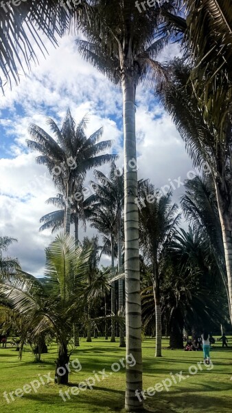 Palm Wax Trees Botanical Garden Free Photos