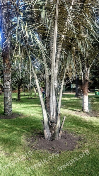 Palm Wax Trees Botanical Garden Free Photos