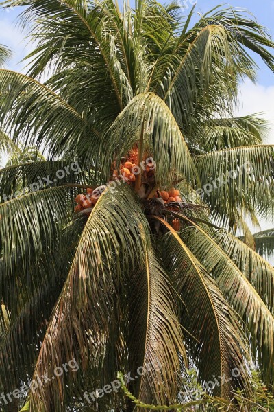 Palm Coconut Tree Free Photos