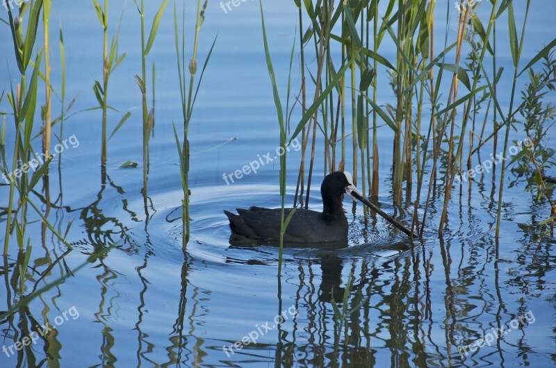 Coot Lake Pond Water Nature