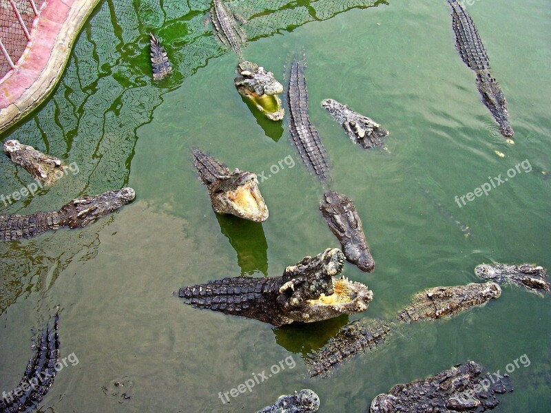 Crocodile Samut Prakan Thailand Free Photos