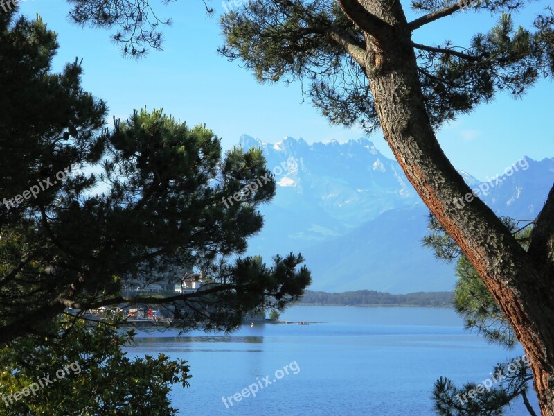 Tree Mountains Lake Geneva Water Sunny