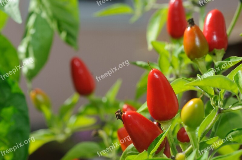 Chilli Pods Paprika Sharp Food