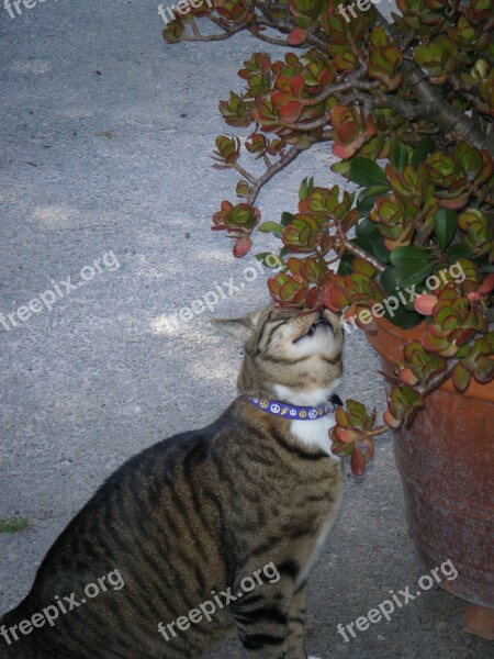 Cat Tabby Lavender Cute Sniff