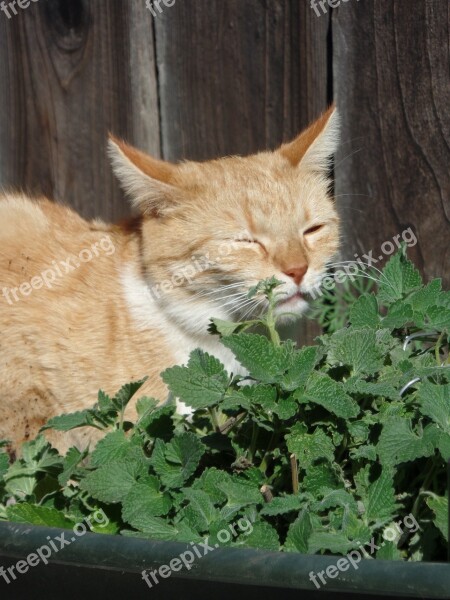 Cat Tabby Catnip Cute Sniff