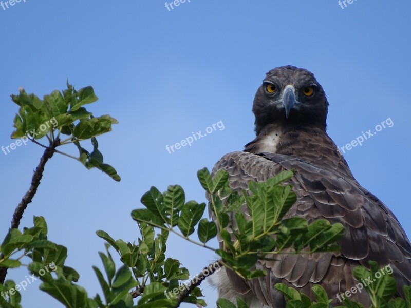 Martial Eagle Adler Bird Africa South Africa