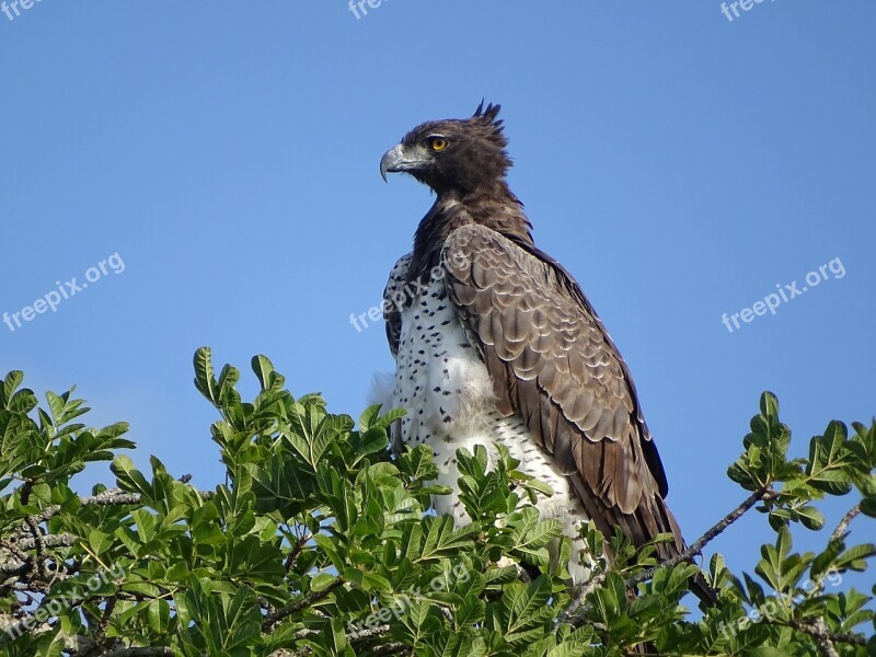 Martial Eagle Adler Bird Of Prey Bird South Africa