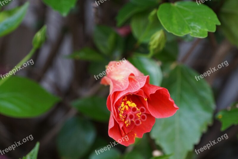 Hibiscus Flower Red Spring Fragrance