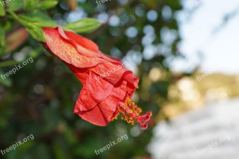 Hibiscus Flower Red Spring Fragrance