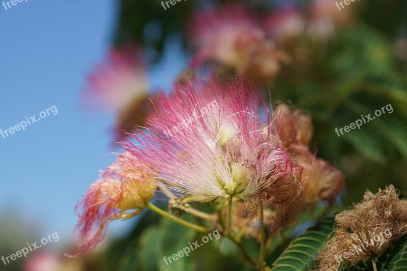 Flower Pink Bush Blossom Bloom