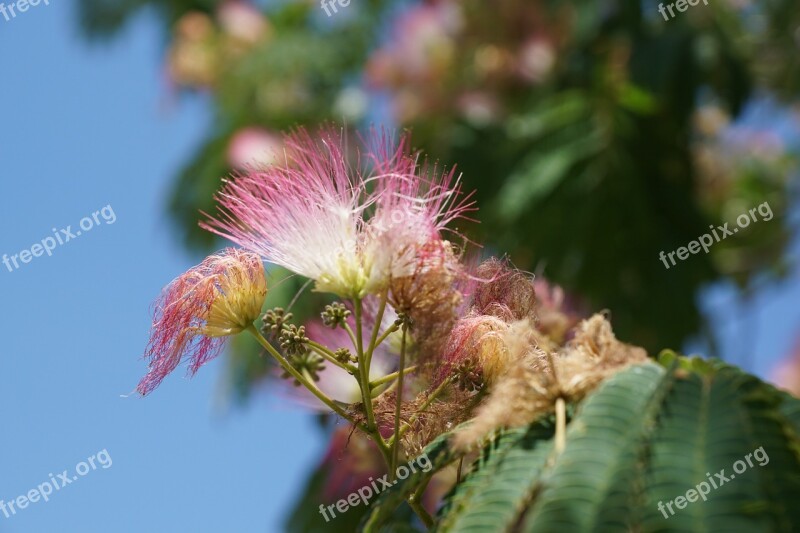 Flower Pink Bush Blossom Bloom