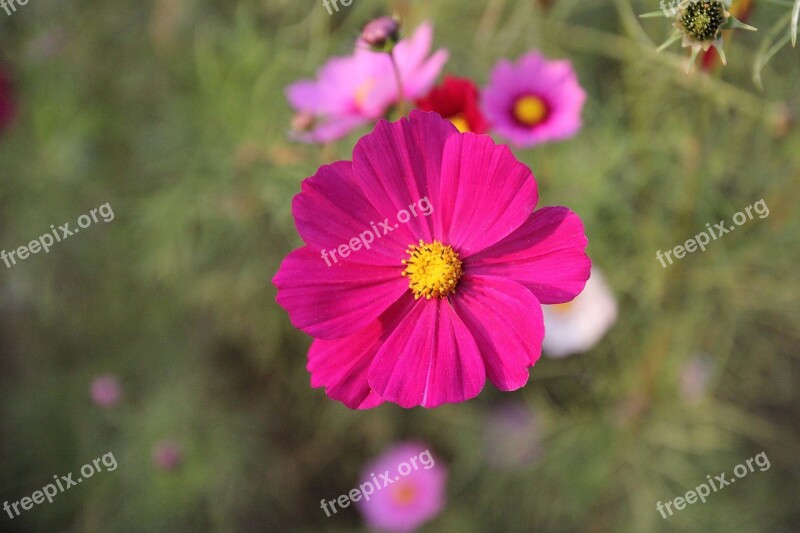 Cosmos Flower Flower Plant Nature Garden