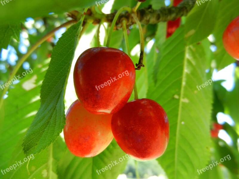 Cherries Fruit Power Free Photos