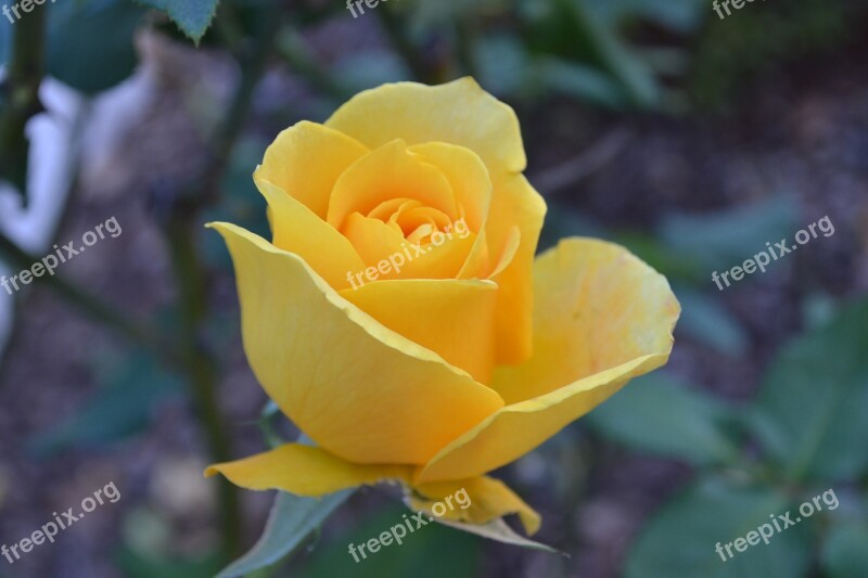 Rose Yellow Bloom Plant Flower