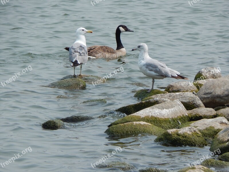 Sea Gulls Canada Goose Goose Gulls Birds