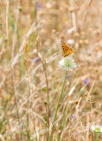 Butterfly Nature Insect Animal Summer