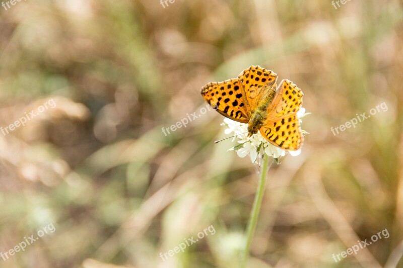 Butterfly Nature Insect Animal Summer