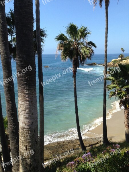 Ocean Laguna Beach Palm Tree Free Photos