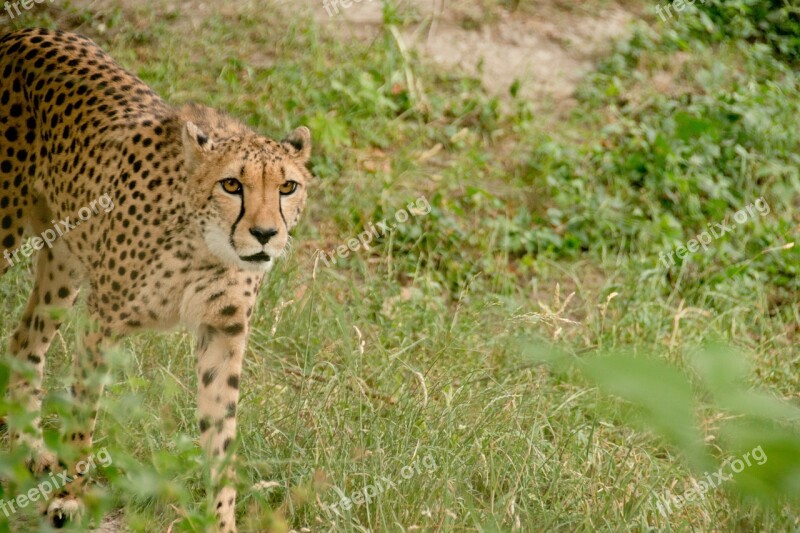 Cheetah Predator Big Cat Carnivores Africa