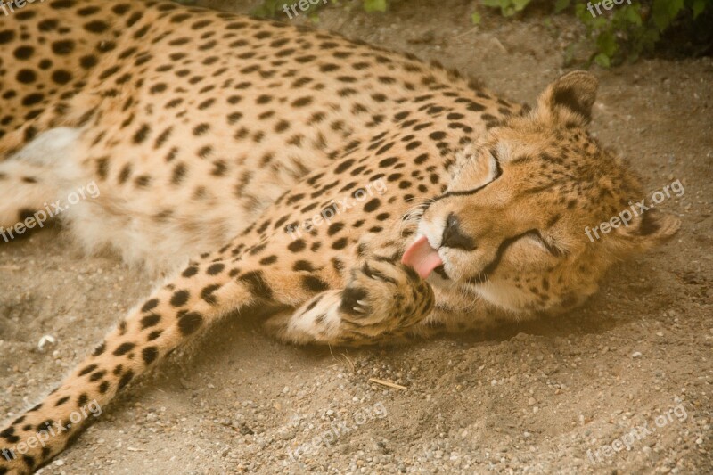 Cheetah Predator Big Cat Carnivores Africa