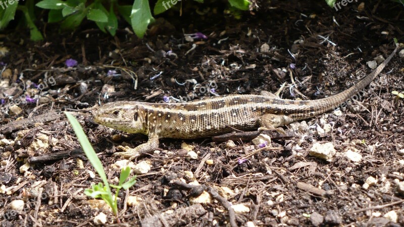 Sand Lizard Lizard Cold Blooded Animals Reptile Nature