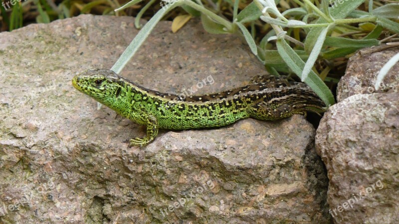 Sand Lizard Lizard Cold Blooded Animals Reptile Nature