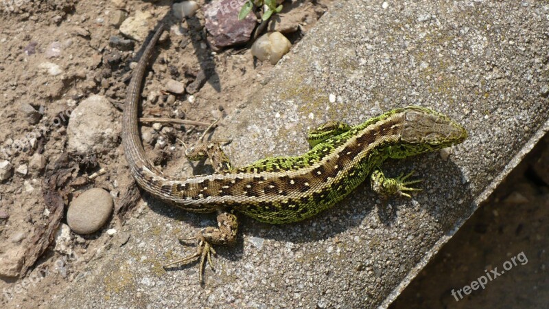 Sand Lizard Lizard Cold Blooded Animals Reptile Nature