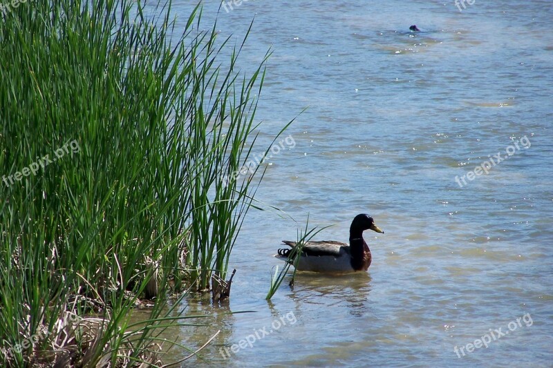 Duck River Reeds Wild Bird Fauna