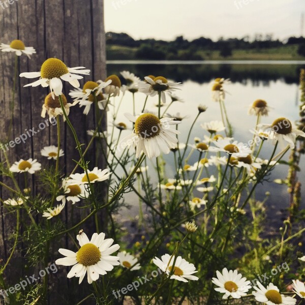 Flowers Daisies Summer Spring Margaret