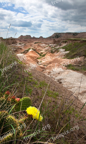 Cactus Flower Montana Blooming Desert