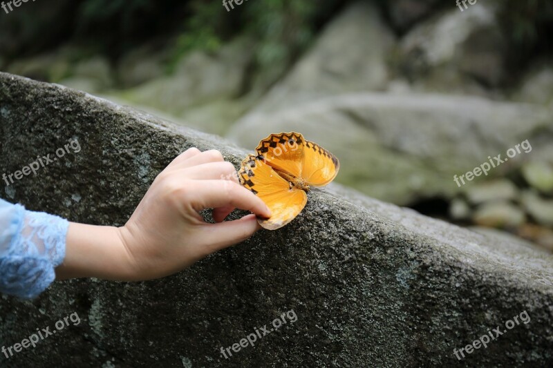 Butterfly Yellow Butterfly Free Photos