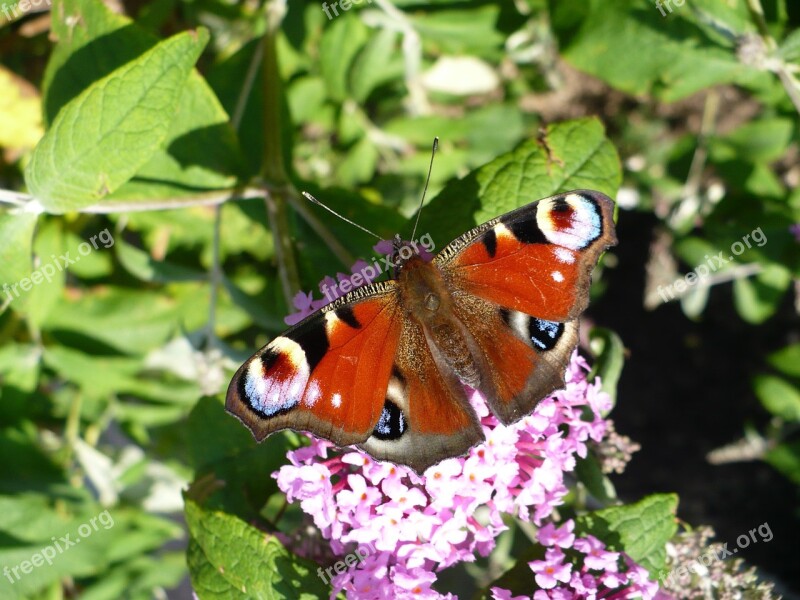 Butterfly Peacock Butterfly Summer Lilac Free Photos