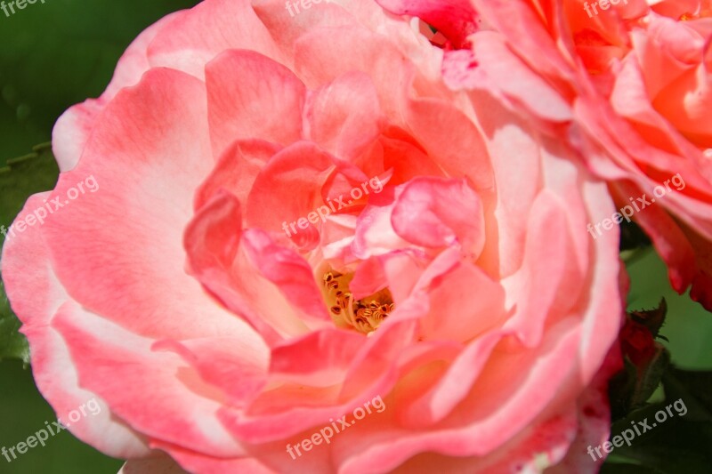 Rose Flower Rose Bloom Pink Nature