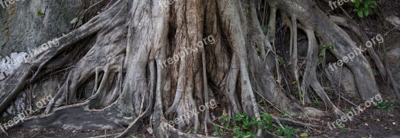 Root Tree Trunk Free Photos