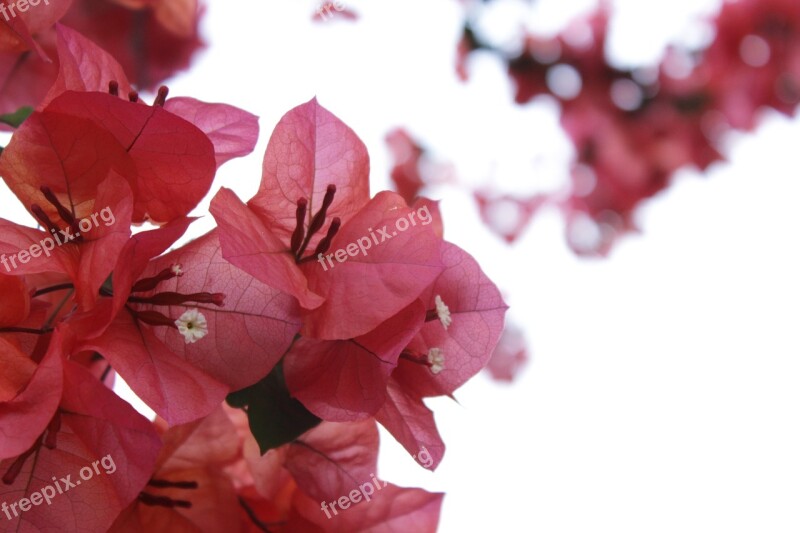 Bougainvillea Flowers Red Spring Bush