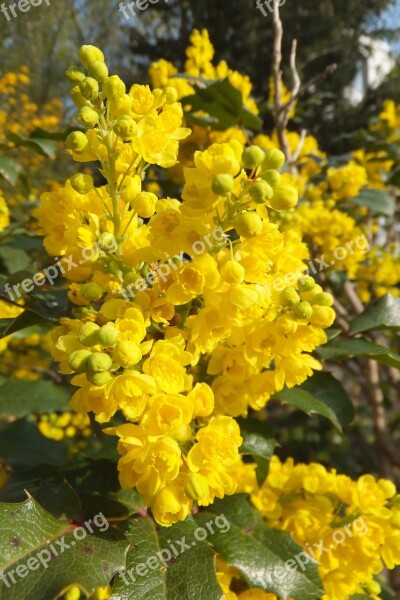 Flower Yellow Nature Bush Mahonia Aquifolium