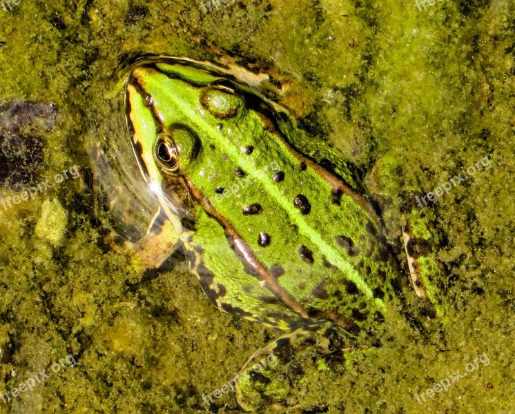 Frog Tree Frog Water Amphibian Pond