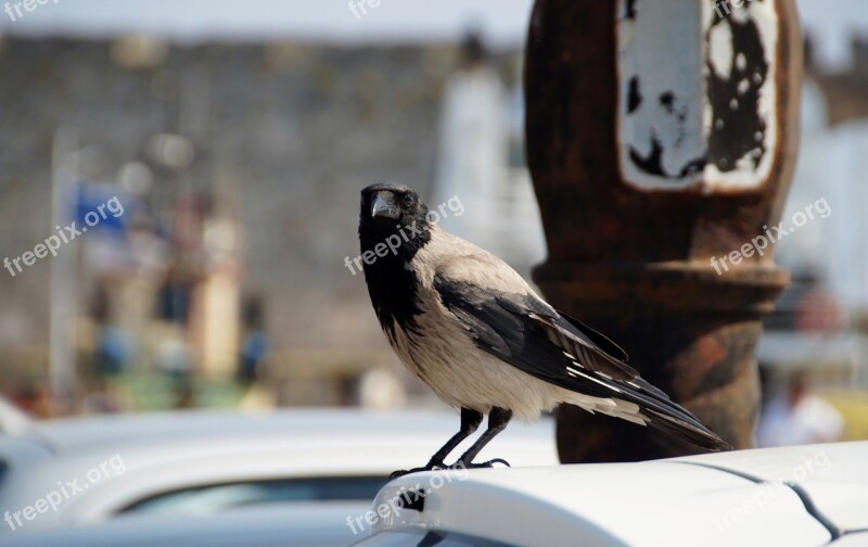 Bird Grey Crow Feather Crow Free Photos