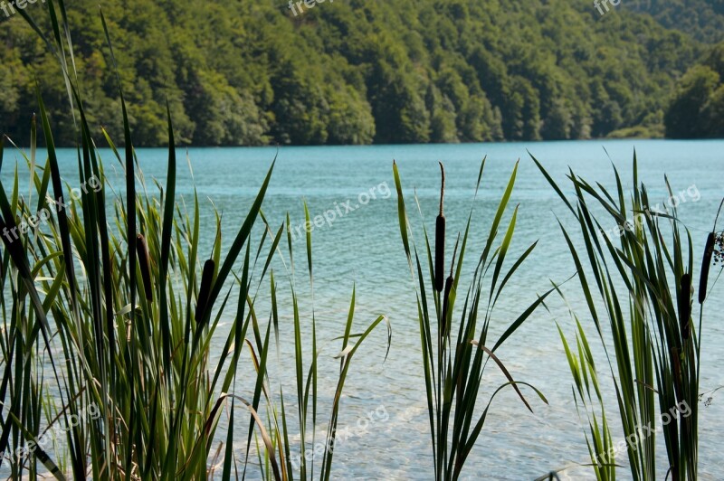 Reed Water Summer Landscape Nature