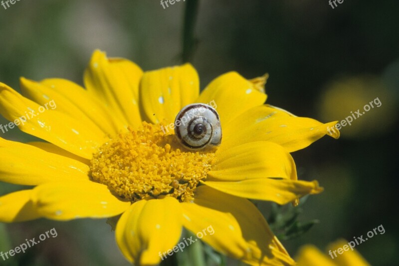 Summer Meadow Delicious Nature Free Photos