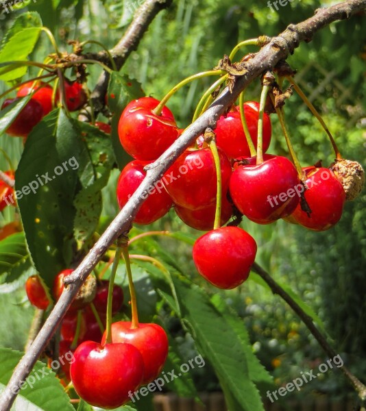 Summer Cherries Red Fruit Branch